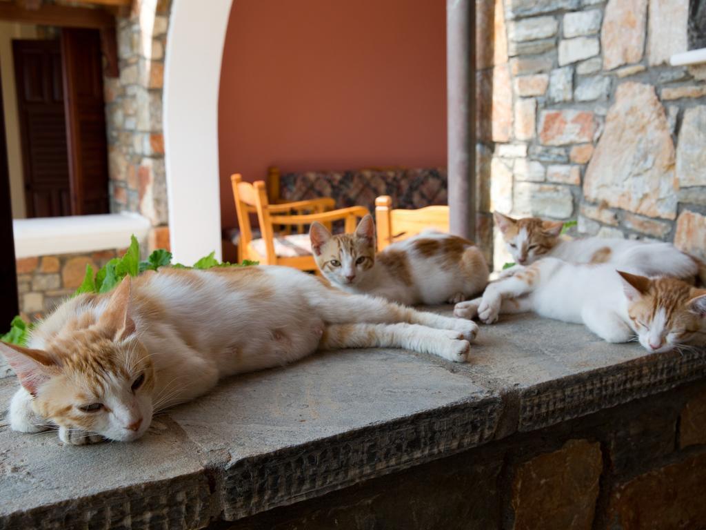 Alonissos Muses Villas Kalamakia 外观 照片